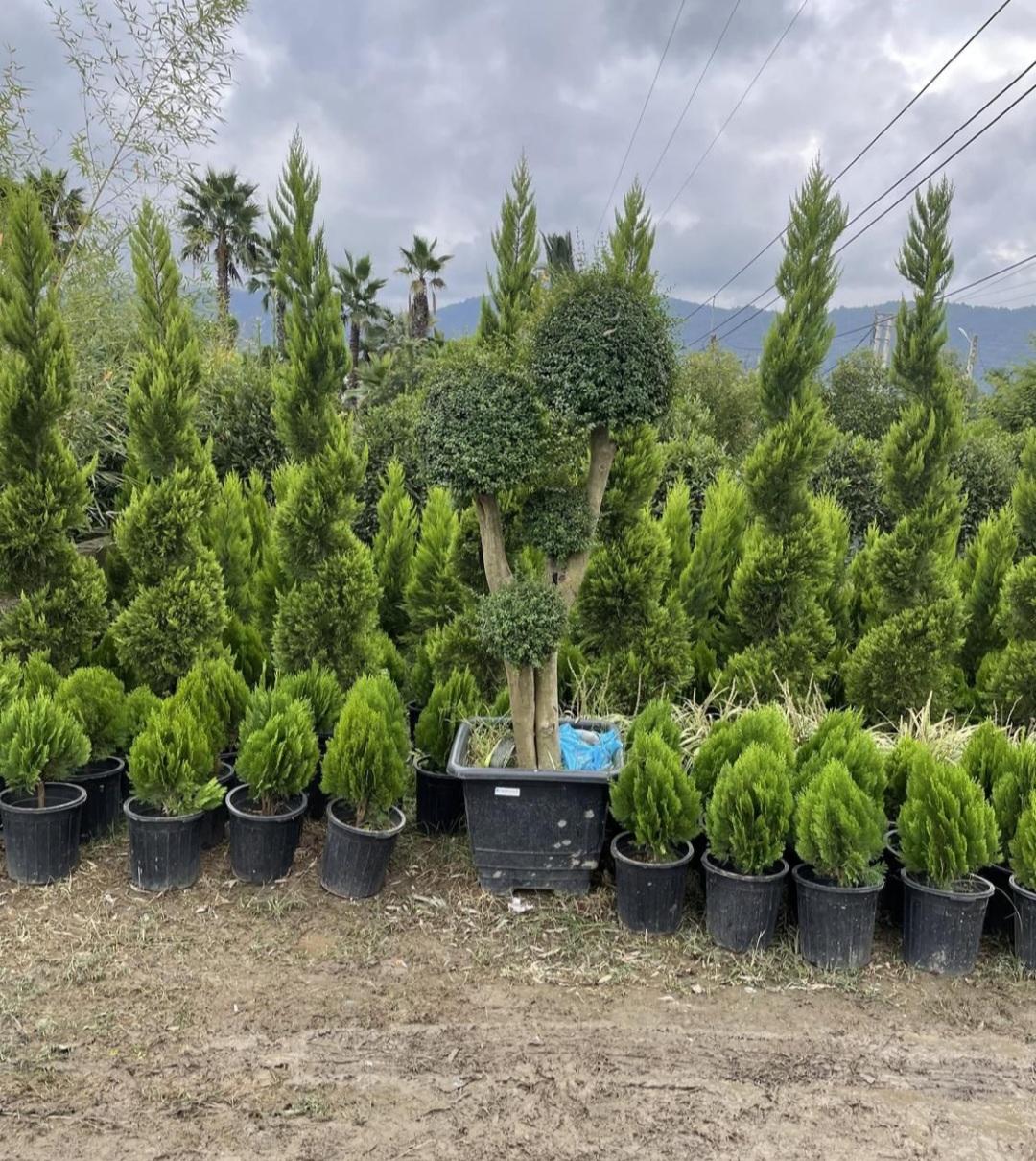 عکس نهالستان فراهانی