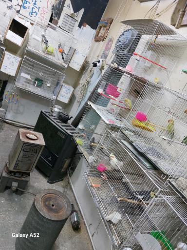 عکس پرنده فروشی مجید خزائی