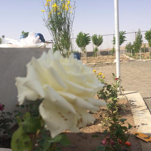 عکس باغ عادل