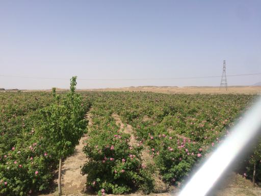 عکس باغ عادل