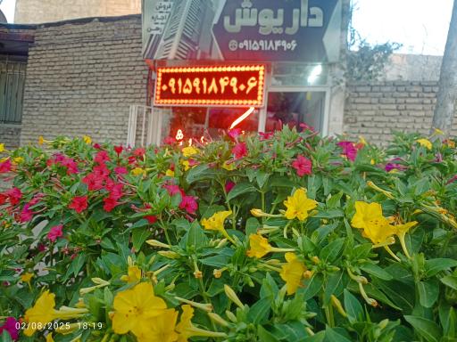 عکس املاک داریوش 
