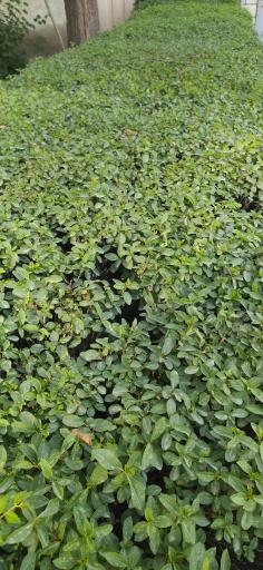 عکس بوستان گل مریم