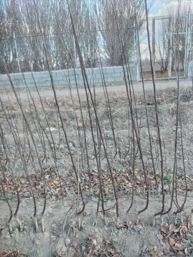 عکس نهالستان وگلخانه رویش