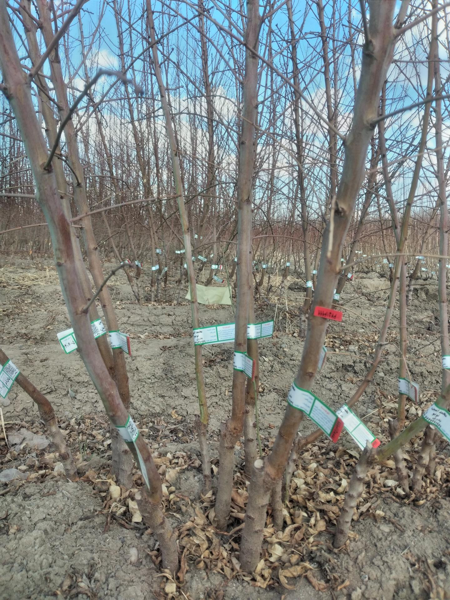 عکس نهالستان و گلخانه رویش