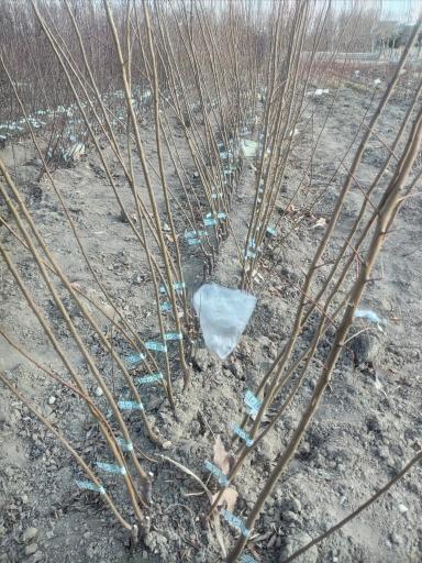 عکس نهالستان وگلخانه رویش