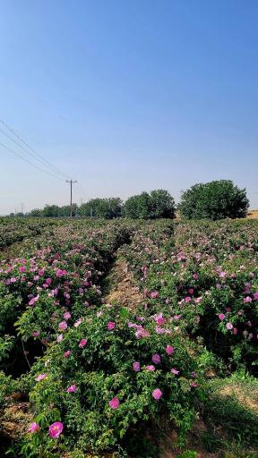 عکس فرخد