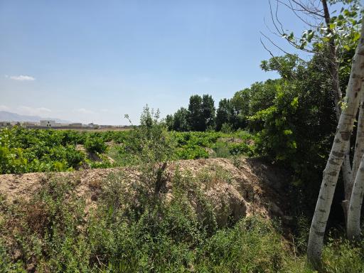 عکس فرخد