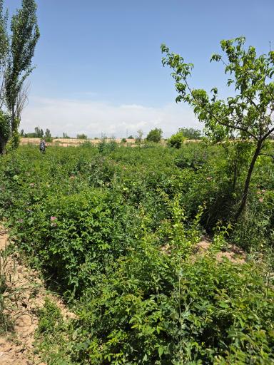 عکس فرخد