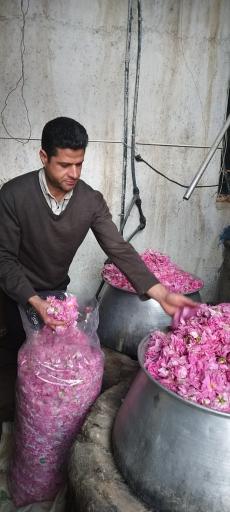 عکس فرخد