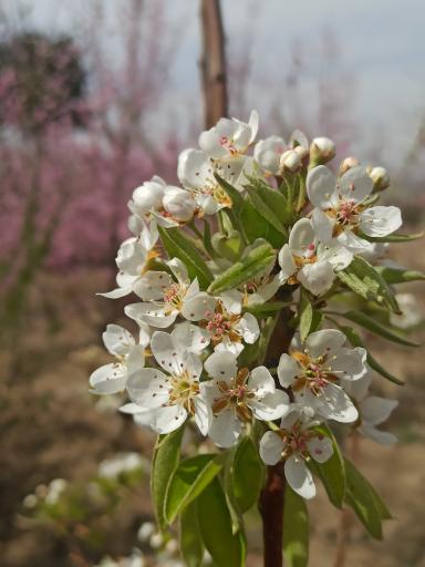 عکس باغچه سلیمانی