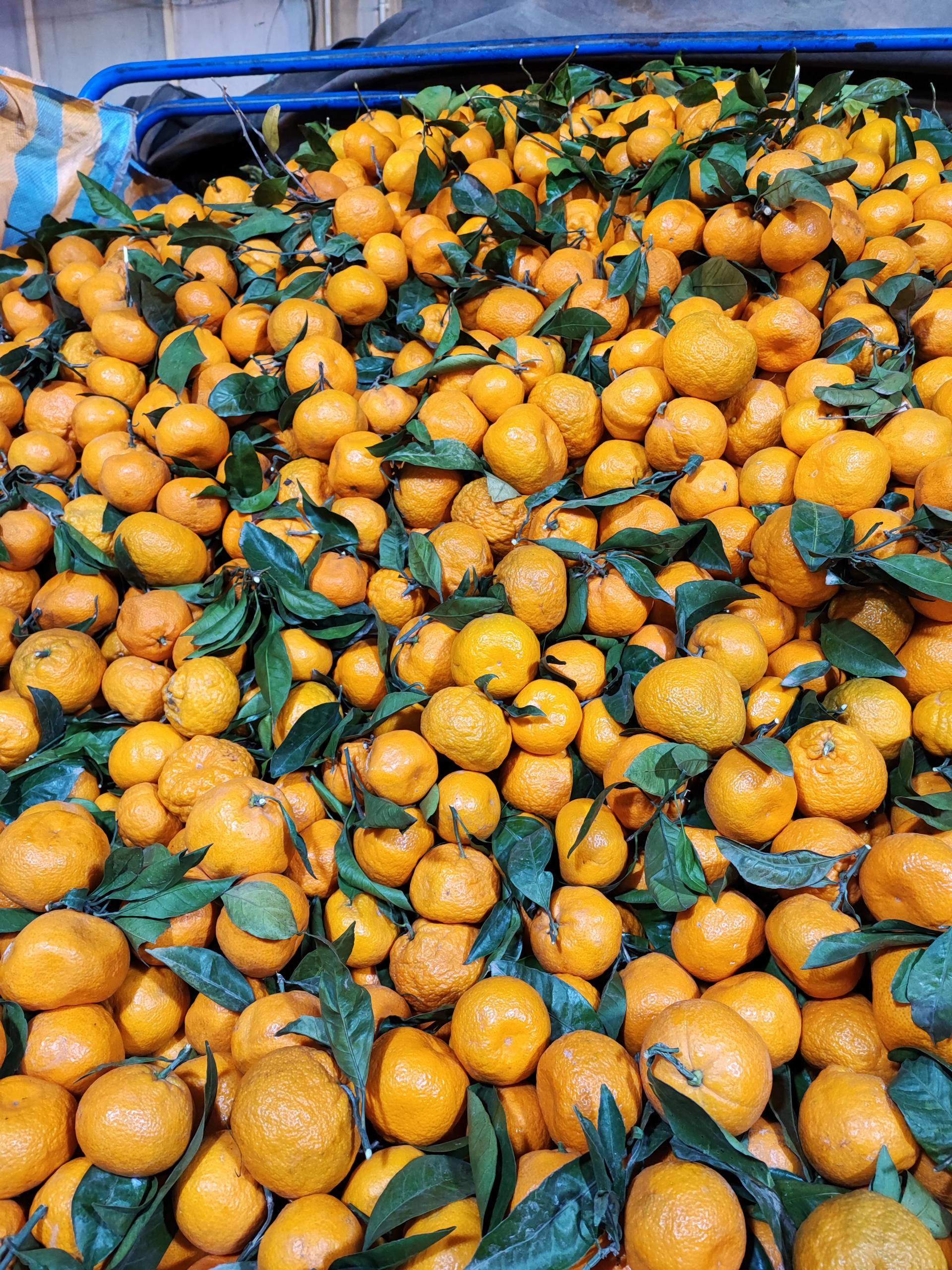 عکس بنگاه بار فروشی و حق العملی امید فتحی