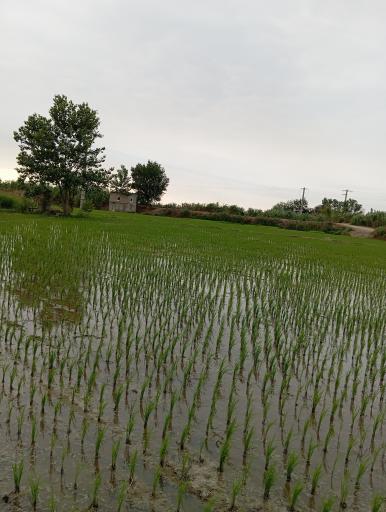 عکس مهتر کلاته