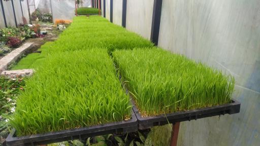 عکس گلخانه زیرانی