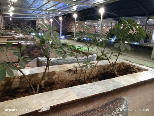 عکس باغ رستوران لیان