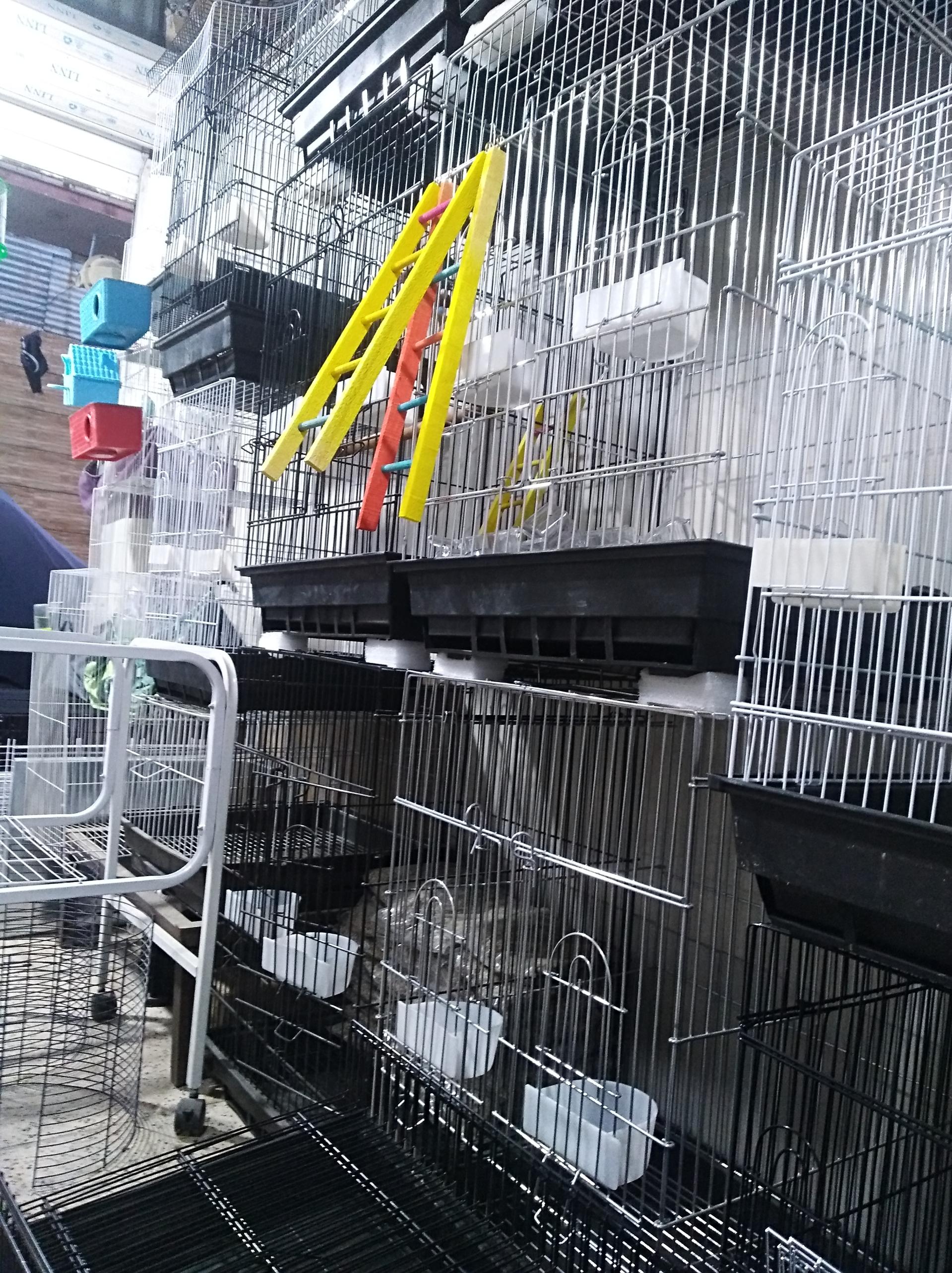 عکس فروشگاه قفس طلایی