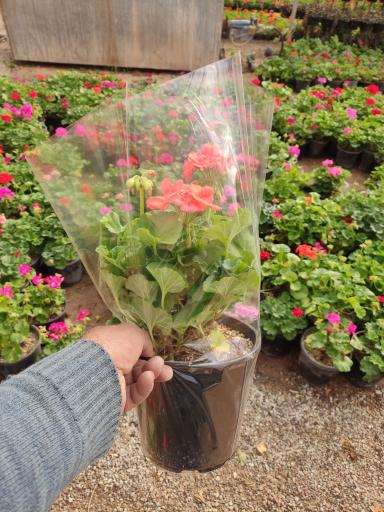 عکس گلفروشی عرب نیا 