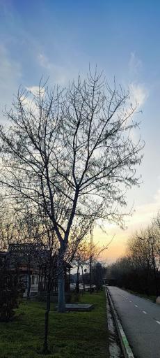 عکس باغ بانوان ساری