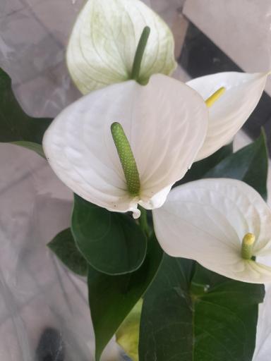 عکس گلفروشی ارکیده