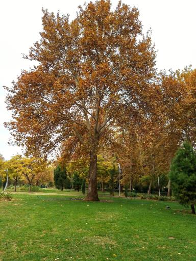 عکس بوستان لاله