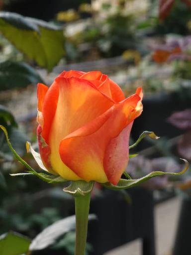 عکس گلفروش آنلاین گل ایرانی