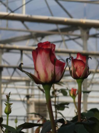 عکس گلفروش آنلاین گل ایرانی