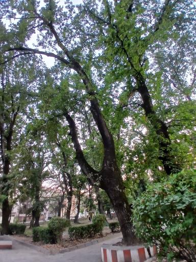 عکس پارک شهر