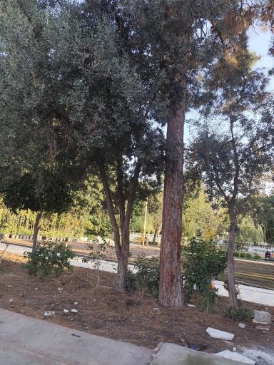 عکس پارک شهر