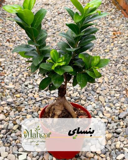گلخانه ماهور