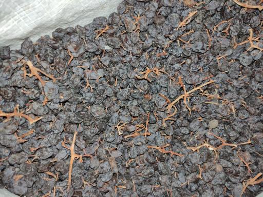 عکس خشکباری کشمش و مویز دهقان