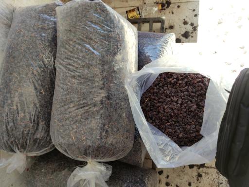 عکس خشکباری کشمش و مویز دهقان