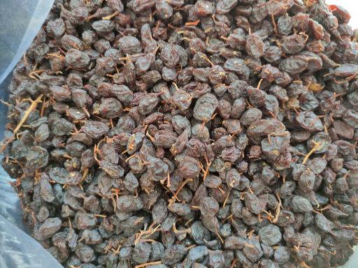 عکس خشکباری کشمش و مویز دهقان