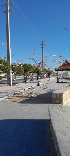 عکس بندر کنگان