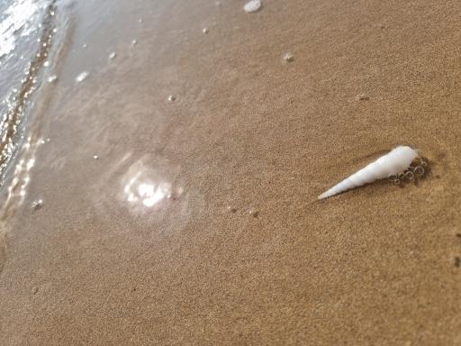 عکس بندر کنگان