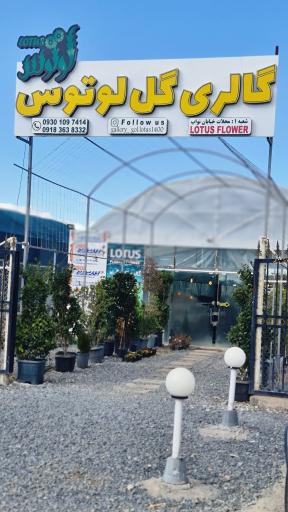 عکس گالری گل لوتوس 