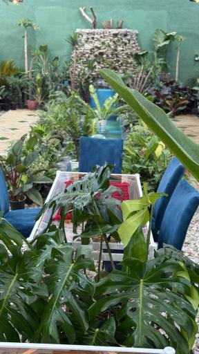 کافه گل داربو