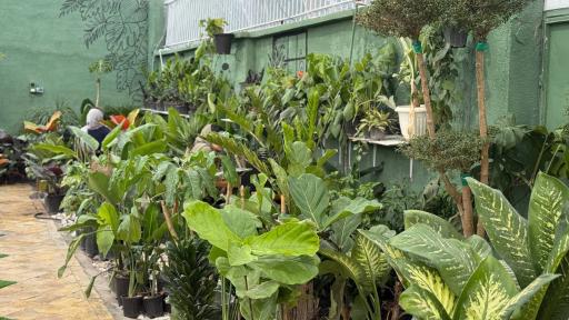 عکس کافه گل داربو