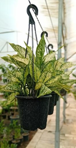 عکس گالری گل لوتوس 