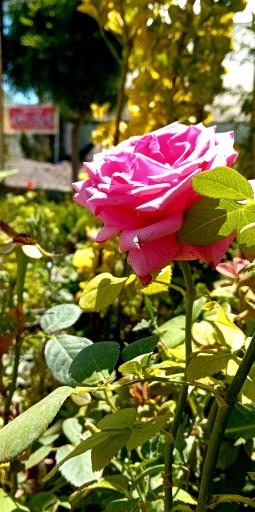 عکس گالری گل لوتوس 