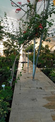 عکس گالری گل لوتوس 