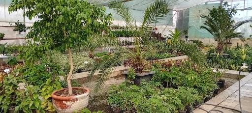 عکس گالری گل لوتوس 
