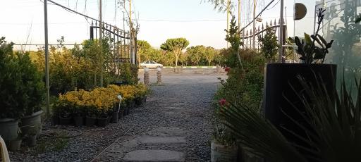 عکس گالری گل لوتوس 