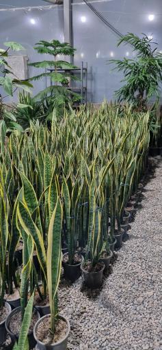 عکس دهکده گل پازوکی