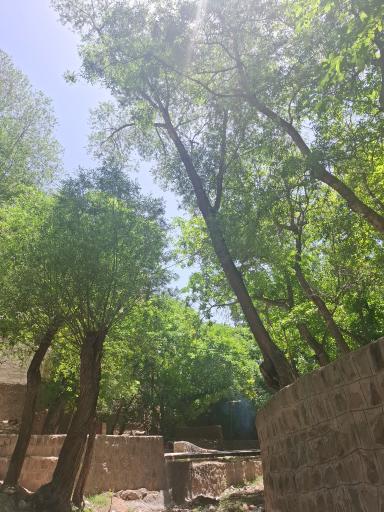 عکس شهمیرزاد