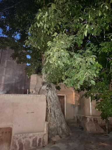 عکس شهمیرزاد