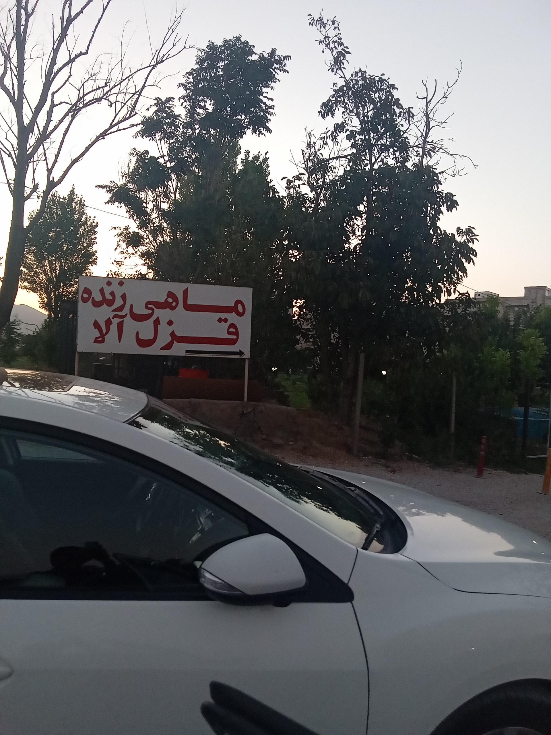 عکس ماهی زنده  قزل آلا 