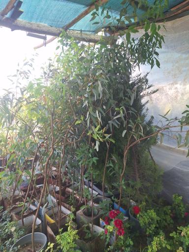 عکس گلخانه داوود نصیری