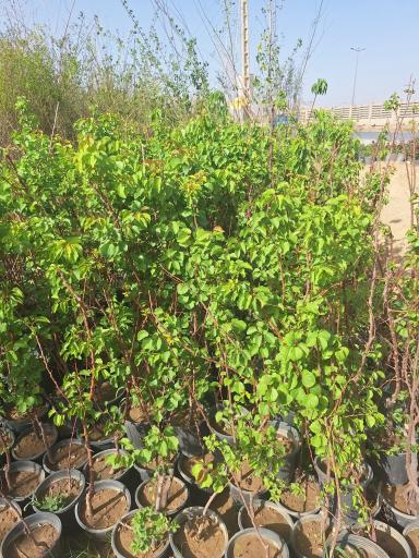 عکس گلخانه داوود نصیری