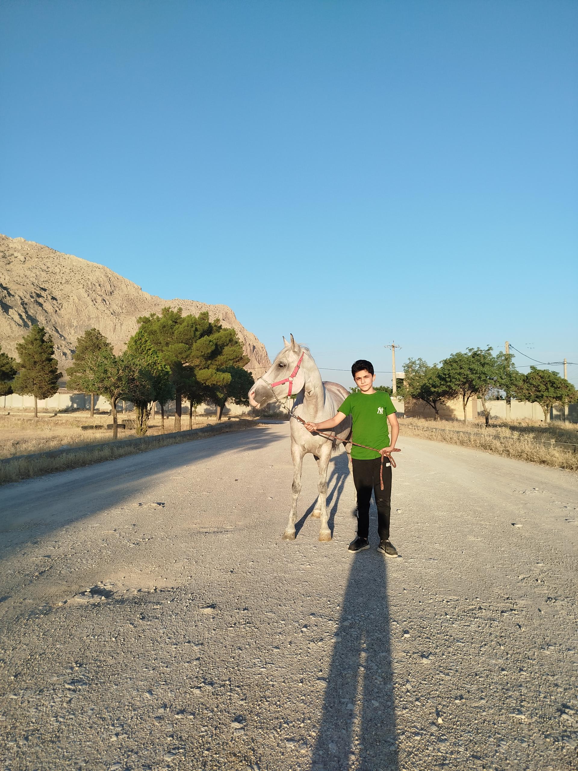 عکس مجموعه باشگاه اسب سواری بردیا