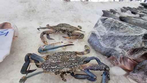 عکس بازار ماهی سیمرغ