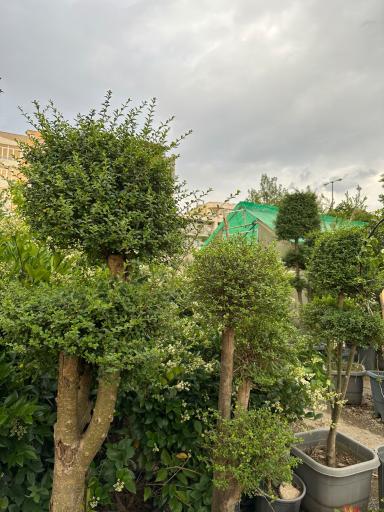 عکس گلخانه گیاه جوان